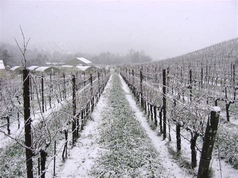 th?q=2024 Snow in the vineyard
